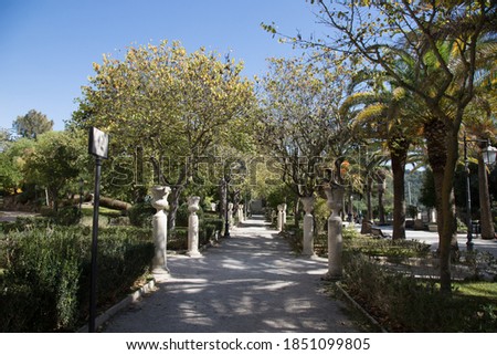Tree-lined avenue with green hedges