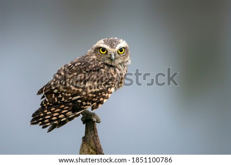 Cute Burrowing owl (Athene cunicularia) sitting on a branch. Blurry autumn background. Staring straight at the camera lens.