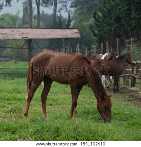 Horses eating grasses, long mane, brown horse galloping, brown in green land with gloomy light, and greeny scenery background
