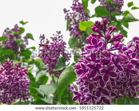 Blooming lilac. Spring purple lilac flowers on white background. Copy space for text. Hungarian lilac variety. Syringa vulgaris Sensation Royalty-Free Stock Photo #1851125722