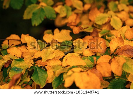 
Wonderful fairytale autumn day with colorful leaves and forests