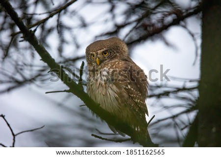 Glaucidium passerinumsitting on a branch in a tree and looking out for prey, the best photo
