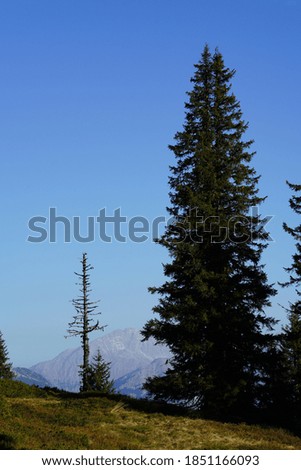 beautiful view to the alps in autumn with a dry tree in the foreground
