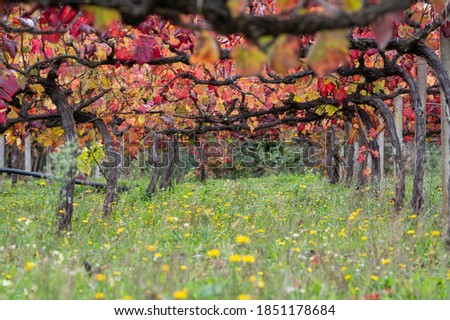 Oldest wine region in world Douro valley in Portugal, different varietes of red grape vines growing on vineyard in autumn after harvest, production of red, white and port wine.