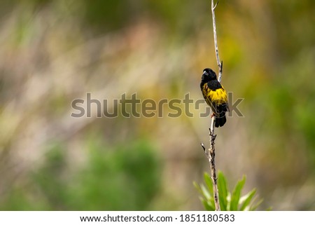Photo of a yellow bishop