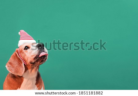 Christmas dog. New year and christmas concept with dog in striped festive hat on solid green background. christmas concept with copy space