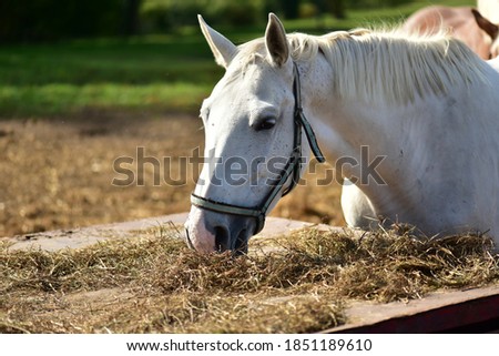Portrait of a beautiful white racing horse.