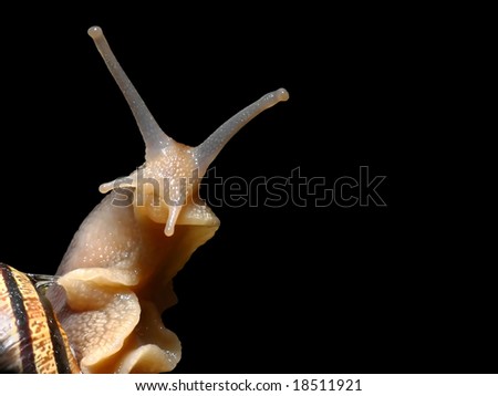 Macro shot of a snail isolated on black background