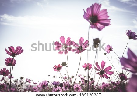 Vintage Cosmos flowers field in sunset time