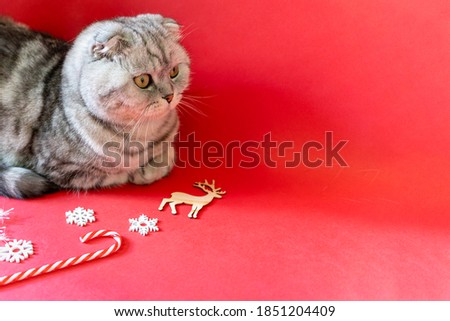 Christmas cat on a red background with New Year's decor. Scotch Fold cute cat with beautiful eyes. Close up striped pet waiting for christmas