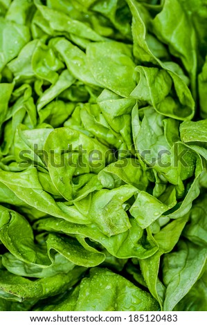 Fresh vivid green crispy wet healthy spring lettuce leaves close up, the pantone color of the year 2017, Greenery 15-0343