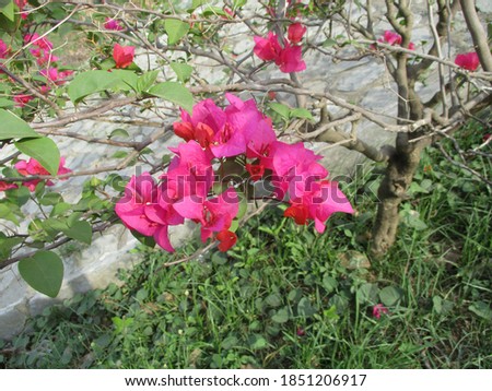 The pink paper flowers are very beautiful with branched leaves