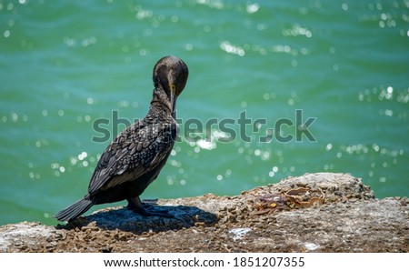photo of a white breasted cormorant 