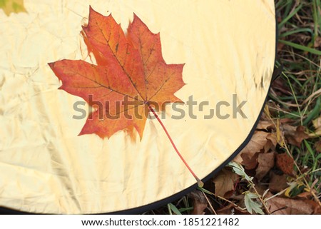 Autumn yellow, red, green leaves in the photo reflectors. Maple leaves, autumn concept. The concept of the photographer's work and creativity