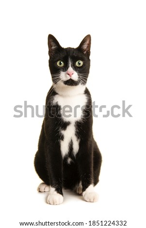Black and white sitting european shorthair cat looking at the camera isolated on a white background seen from the front
