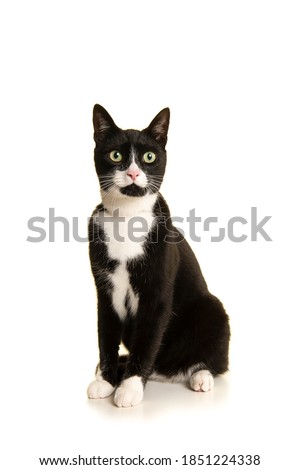 Black and white sitting european shorthair cat  isolated on a white background
