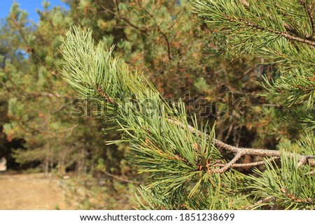 branch with green needles pine