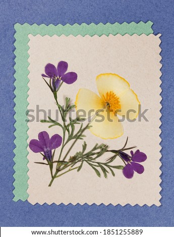 Bouquet on color background. Dry flower boutonniere. Ecological style. Pressed and dried flowers of eschscholzia and lobelia. For postcards, invitations, greetings or congratulations. Scrapbooking ele