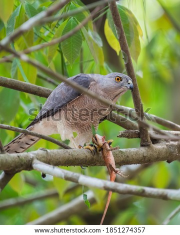 A Shikra (Accipiter badius), a small bird of prey, perched on a tree branch with it's kill of a garden lizard, in the forests of Thattekad in Kerala, India.