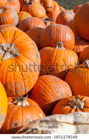Pick your own pumpkin on farm from pumpkin patch.