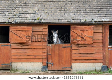 White horse in a stable looking out over half open dutch door. Royalty-Free Stock Photo #1851278569