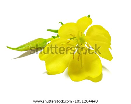 Evening primrose - Oenothera biennis flower isolated on white Background Royalty-Free Stock Photo #1851284440