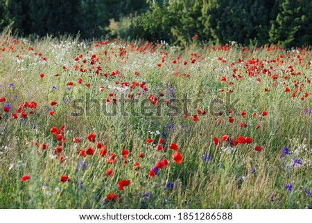 Poppy field discovered in Estonia