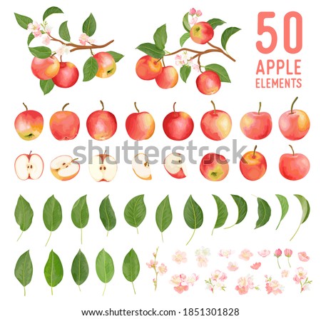 Watercolor elements of apple fruits, leaves and flowers for posters, wedding cards, summer boho banners, cover design templates, social media stories, spring wallpapers. Vector apples illustration Royalty-Free Stock Photo #1851301828