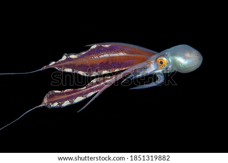 Blanket Octopus Blackwater Diving Underwater Photo