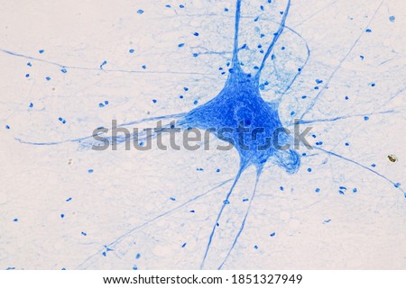 Education Spinal cord  and Motor Neuron under the microscope in Lab.
 Royalty-Free Stock Photo #1851327949