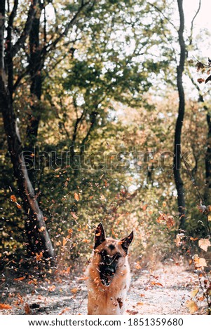Adorable adult dog of breed a German shepherd walks in the autumn woods, and catches the leaves with his teeth. A Sheepdog jumps and plays with dry yellow leaves in the Park. Vertical image.