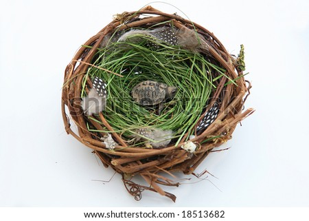 Adopted Turtle: A baby turtle in a bird's nest isolated on a white background. Adoption/infertility concept.