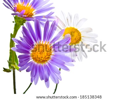 Beautiful summer flower isolated on white background