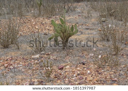Dry vegetation of northeastern Brazil. This image can be used on drought related topics.