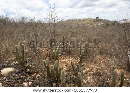 Dry vegetation of northeastern Brazil. This image can be used on drought related topics. Royalty-Free Stock Photo #1851397993