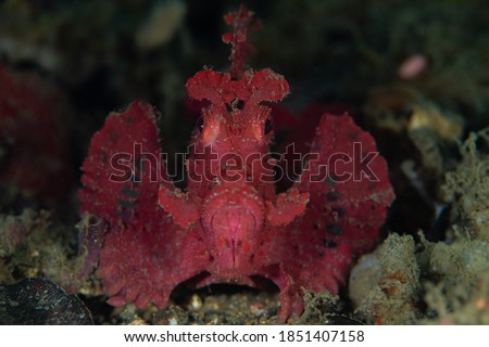 Rare Rhinopias Underwater Macro Photo