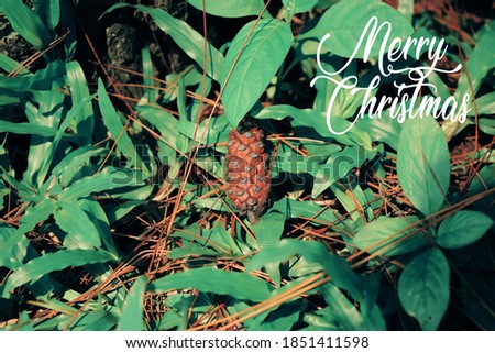 Christmas greeting card with grass and pine background