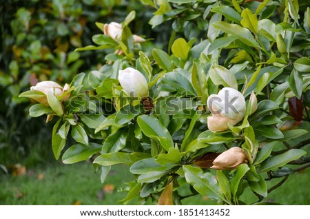 Close up of many delicate white flowers of ficus tree in a cloudy day in a summer in France,  beautiful outdoor floral background photographed with soft focus