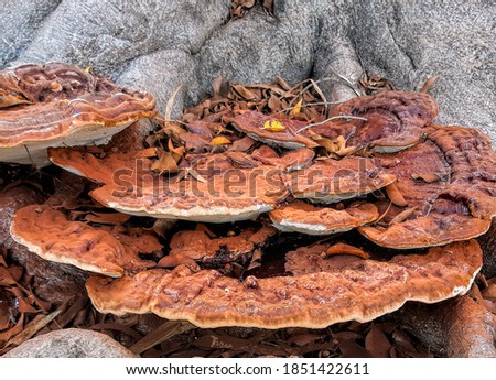Polypores or conks, parasitic mushrooms on ficus tree roots  Royalty-Free Stock Photo #1851422611