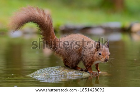 Red Squirrel Photo North Yorkshire Eat Swim Jump Reflection Pool