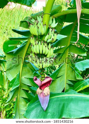 A group of young banana on banana tree.