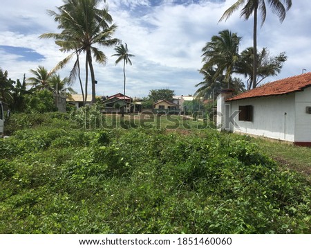 Isolated rural land with coconut trees and white cloudy sky 