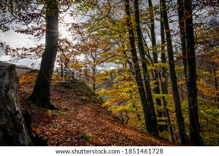 A beautiful view of a colourful autumn forest. Picture from Soderasen national park in Scania county, southern Sweden