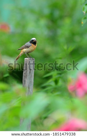 A bird sits on a post against a blurred greenery. Copy space for text.
