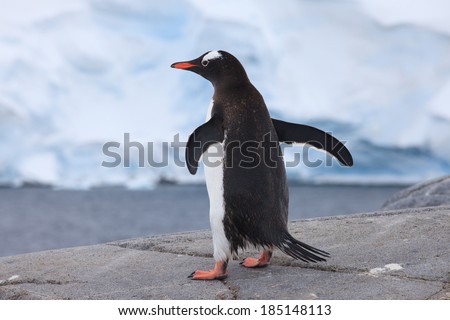 Cute Gentoo penguin in Antarctica 