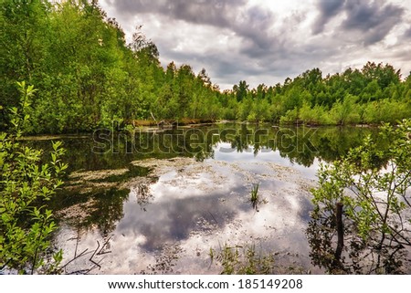 Swamp in forest under gloomy sky 