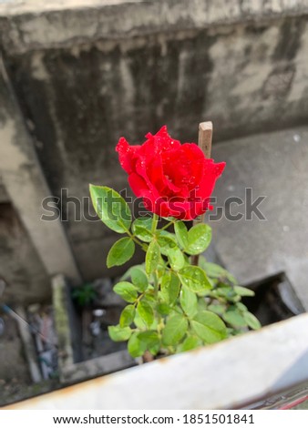 A rose is a woody perennial flowering plant of the genus Rosa, in the family Rosaceae, or the flower it bears. There are over three hundred species and tens of thousands of cultivars.
