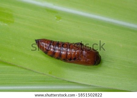 Cotton bollworm Helicoverpa armigera cotton pest Royalty-Free Stock Photo #1851502822