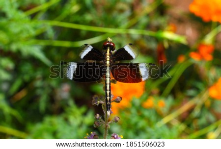 beautiful dragonfly rests on a flower