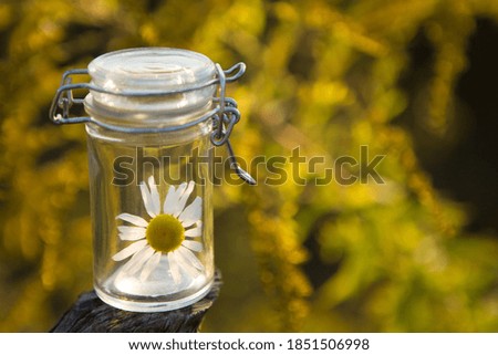 Chamomile flower - Alternative Medicine Concept. Flower therapy - natural cosmetics, flower.